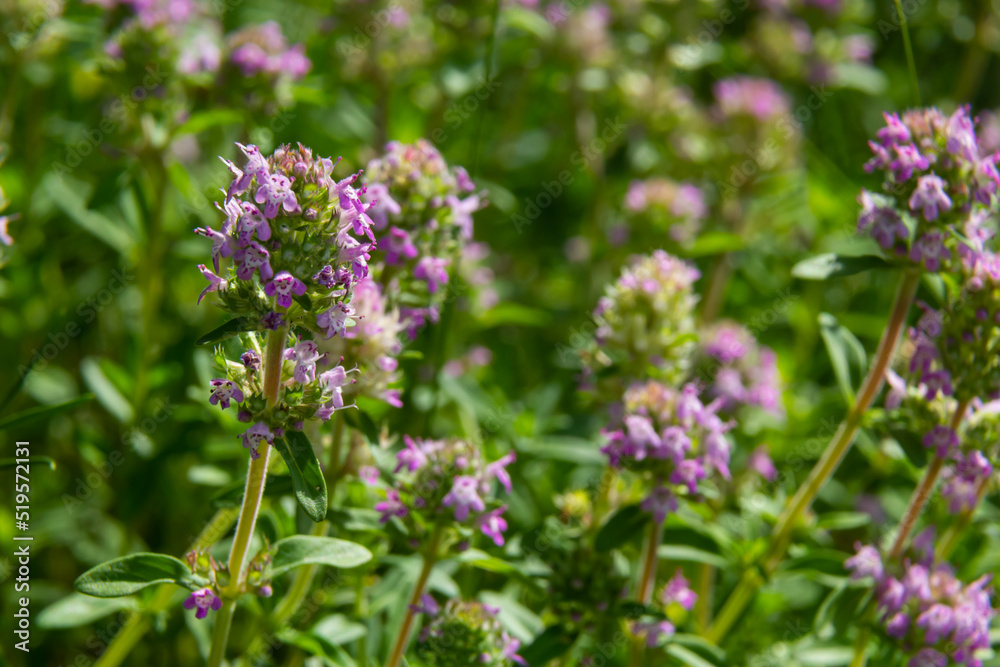 Fresh, blooming pink thyme in green grass. Wild Thymus serpyllum plants in field. Breckland wild thyme purple flowers in summer meadow Fresh, blooming pink thyme in green grass. Wild Thymus serpyllum plants in field. Breckland wild thyme purple flowers in summer meadow