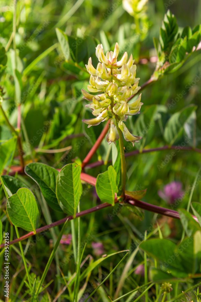 Astragalus Astragalus glycyphyllos grows in the wild