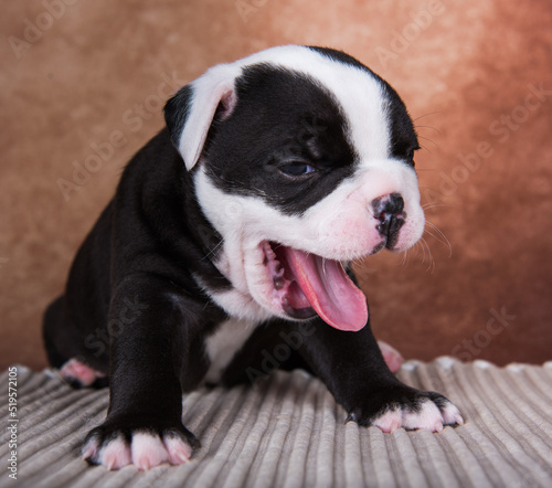 Funny American Bullies puppy is smiling on brown background