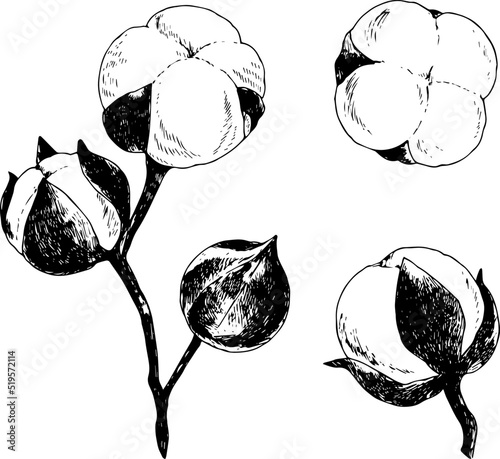 ペンで描いた綿の実