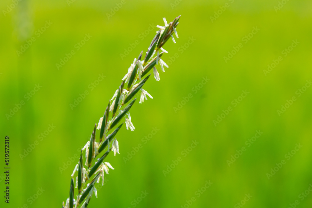 In the wild, a couch grass, Elymus repens, cereal plant grows in the meadow