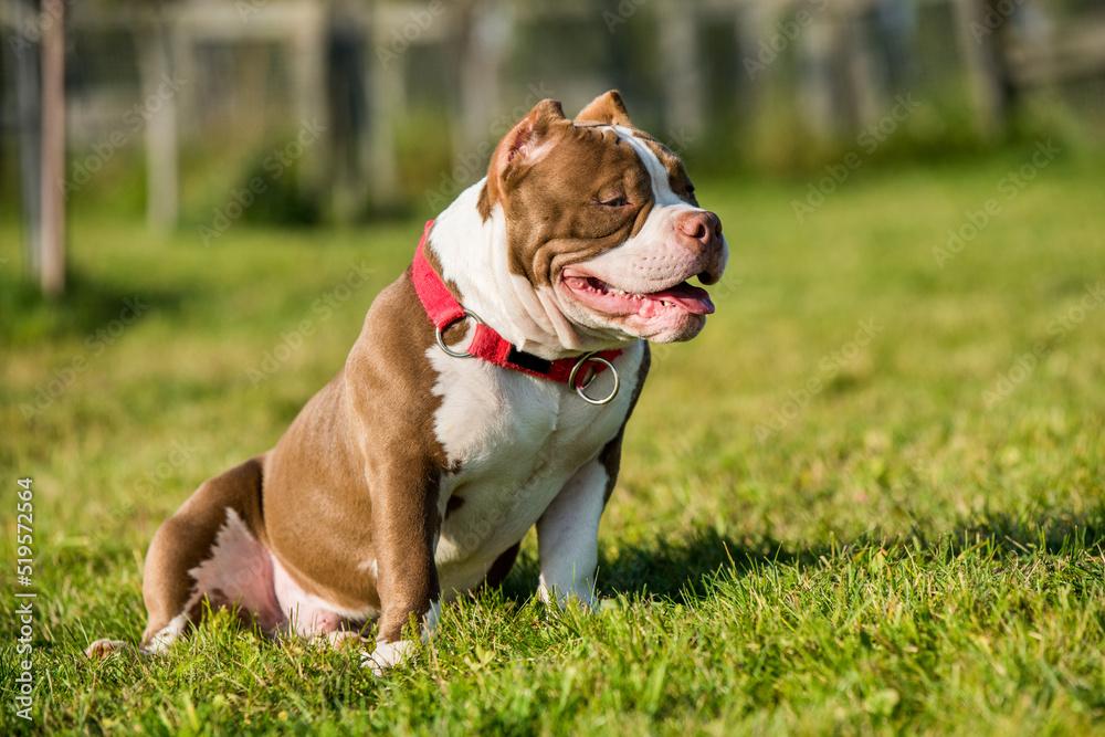 Chocolate color American Bully male dog is on green grass