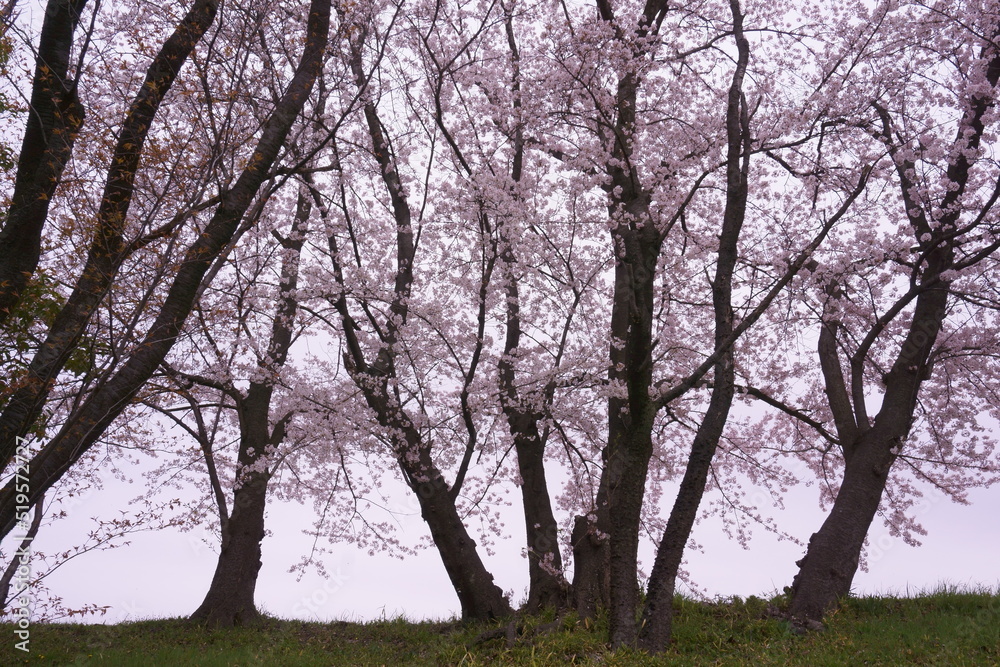 早朝の桜の古木
早朝の桜の古木