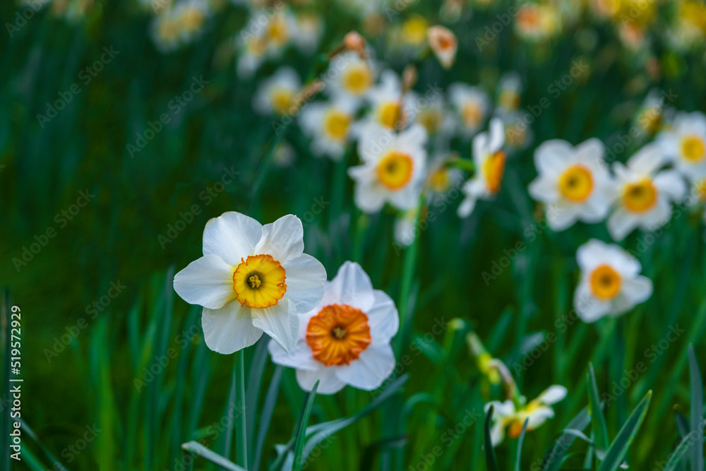 Perfect condition white daffodil flowers. Selective Focus Middle one. Flawless Narcissus. Green grass background Perfect condition white daffodil flowers. Selective Focus Middle one. Flawless Narcissus. Green grass background