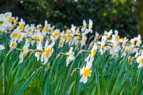 Perfect condition white daffodil flowers. Selective Focus Middle one. Flawless Narcissus. Green grass background