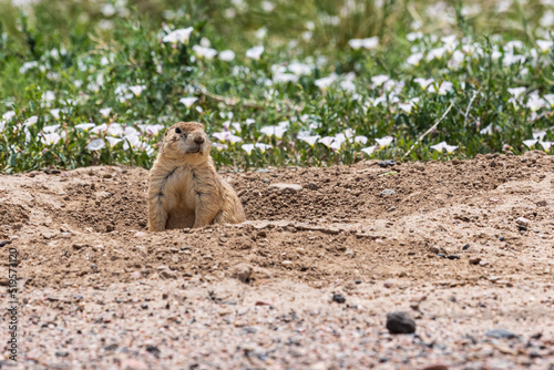 Canvastavla Black-tailed prairie dog Cynomys ludovicianus at Rocky Mountain Arsenal National