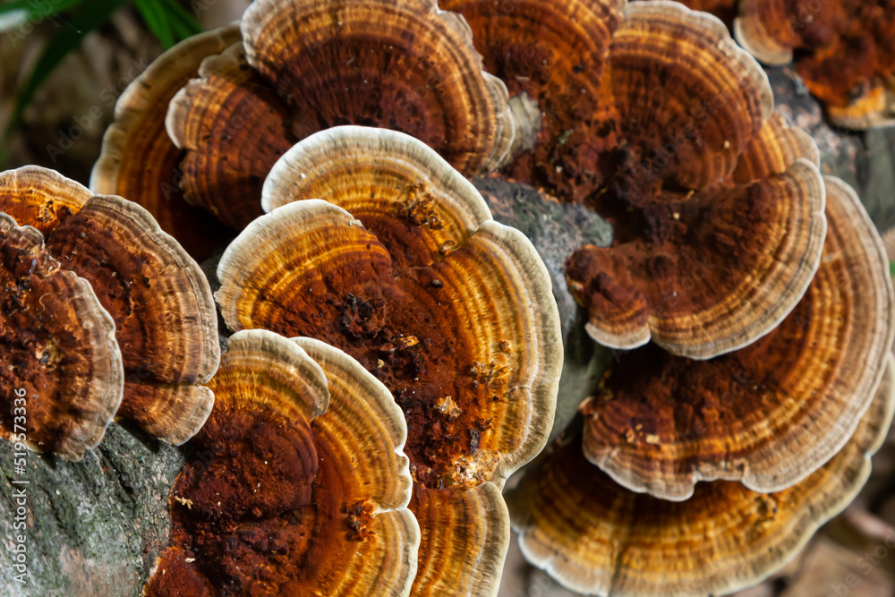 Anise mazegill, a brown rot fungus, Gloeophyllum odoratum Anise mazegill, a brown rot fungus, Gloeophyllum odoratum
