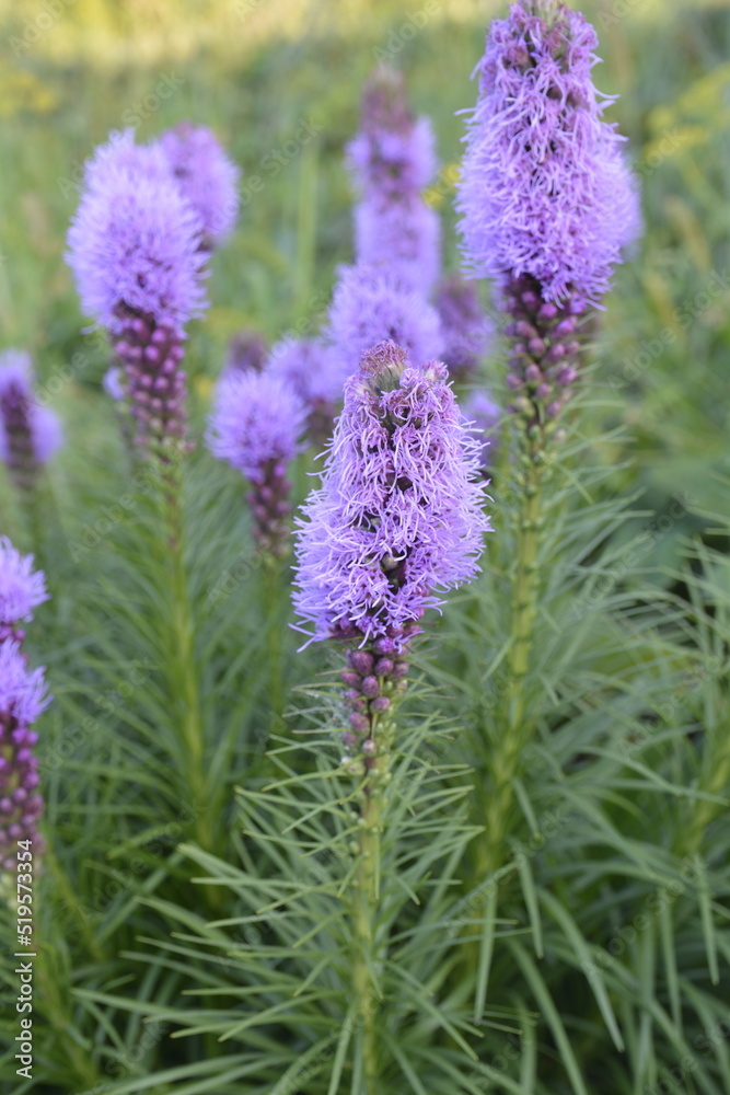 Fototapeta premium Liatris spicata flowers in the garden