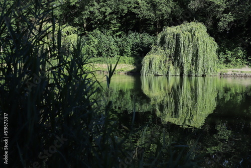 weeping willow by the pond - reflection in the water - sunny day - dark grass