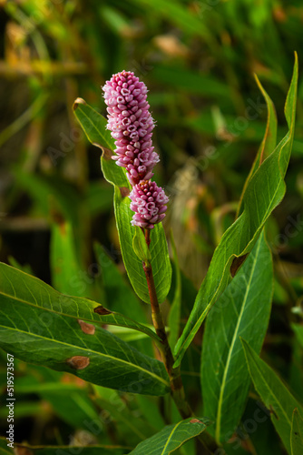 Closeup of some red budding Persicaria amplexicaulis or mountain fleece plants between blossoming on a sunny day in the summer season photo