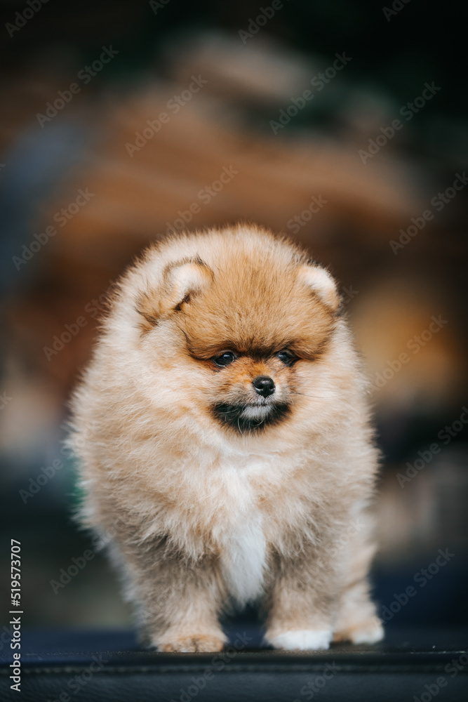 Pomeranian baby posing outside. Small pomeranian puppy. Pomeranian baby posing outside. Small pomeranian puppy.