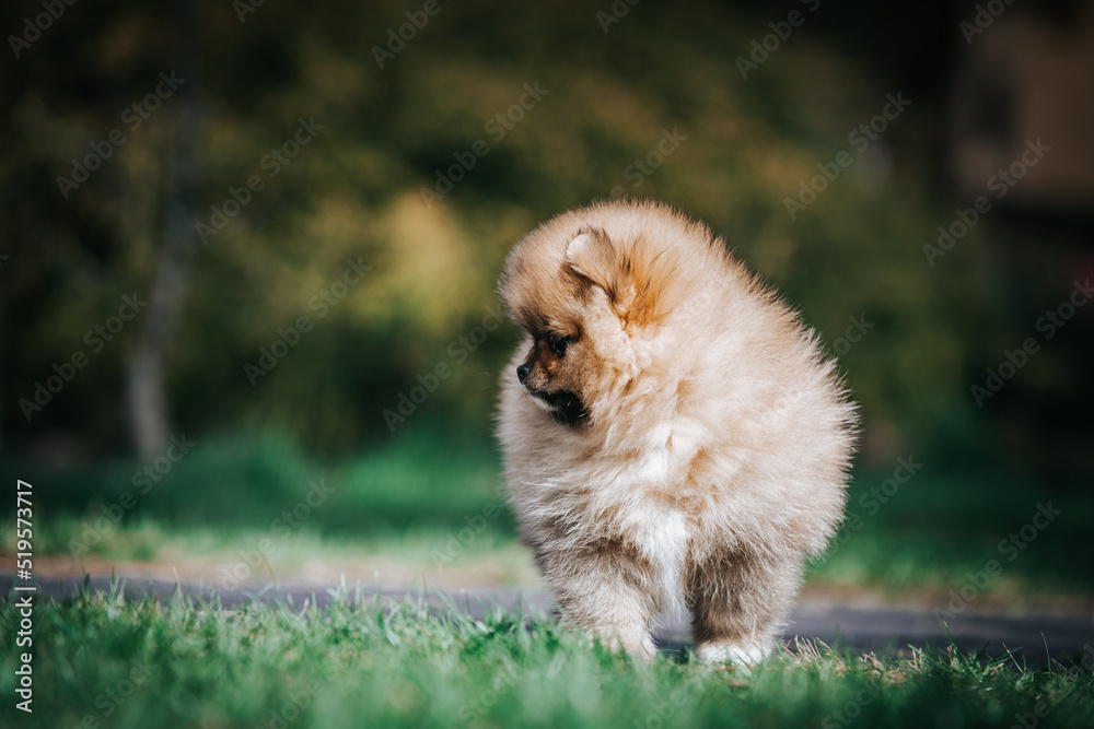 Pomeranian baby posing outside. Small pomeranian puppy. Pomeranian baby posing outside. Small pomeranian puppy.