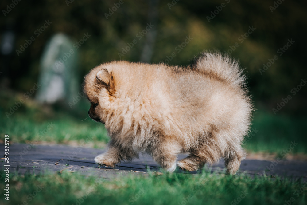 Pomeranian baby posing outside. Small pomeranian puppy.
Pomeranian baby posing outside. Small pomeranian puppy.