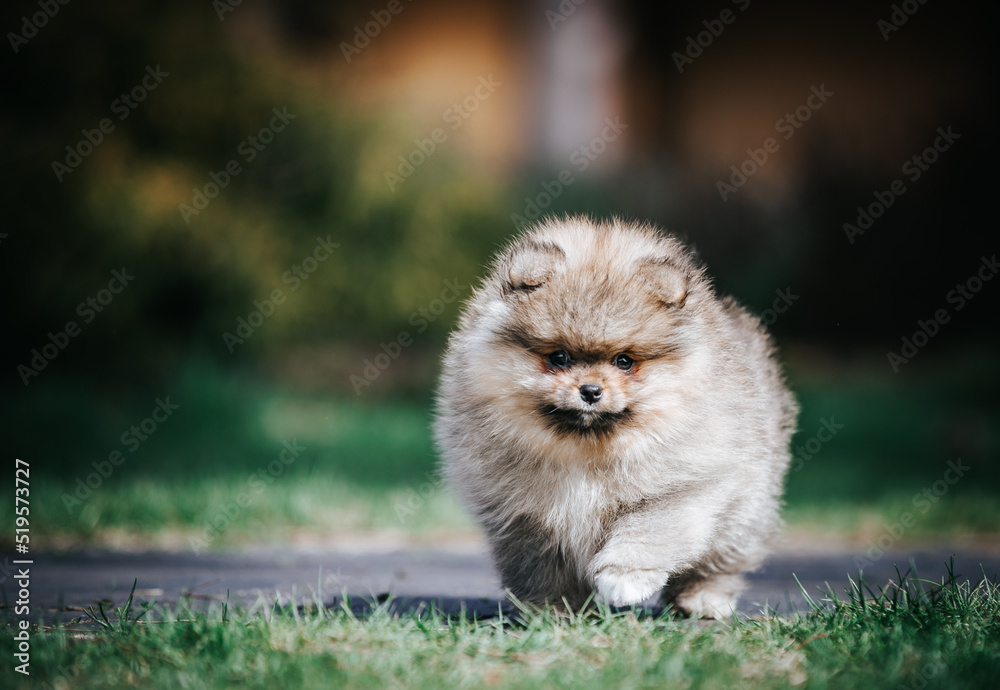 Pomeranian baby posing outside. Small pomeranian puppy. Pomeranian baby posing outside. Small pomeranian puppy.