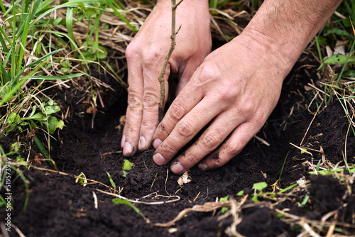 Gardener planting a young tree in the soil. Closeup hand of the gardener. © nmelnychuk
