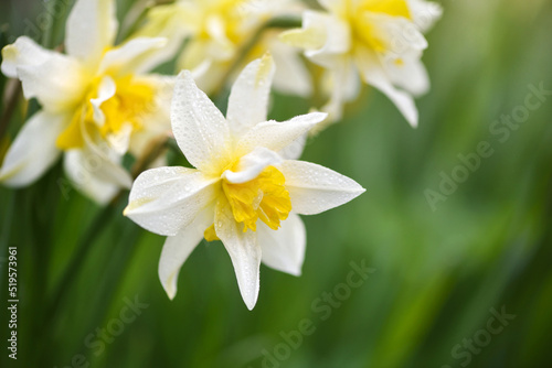 Spring yellow Daffodils. Fresh Narcissus flowers. Floral background