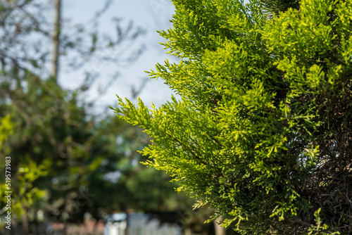 lemon cypress tree in the garden of the house, wet with rain. cupressus macrocarpa. photo