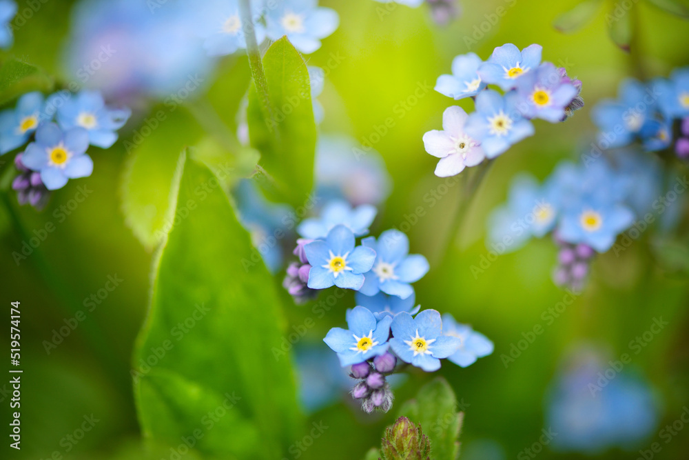 Beautiful forget-me-not blue wildflowers (Myosotis)  in the blurred background of green grass