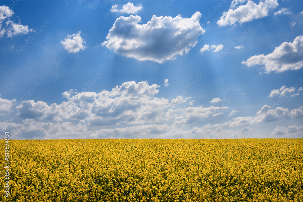 Landscape of rapeseed field. Canola field and blue sky with clouds in background. Yellow flowers with blue sky Landscape of rapeseed field. Canola field and blue sky with clouds in background. Yellow flowers with blue sky