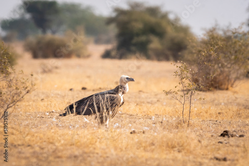 Himalayan vulture or Gyps himalayensis or Himalayan griffon vulture during winter migration at jorbeer conservation reserve bikaner rajasthan india asia photo