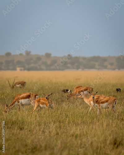 group or herd of wild blackbuck or antilope cervicapra or indian antelope family in natural grassland landscape of Blackbuck or velavadar National Park Bhavnagar gujrat india asia photo