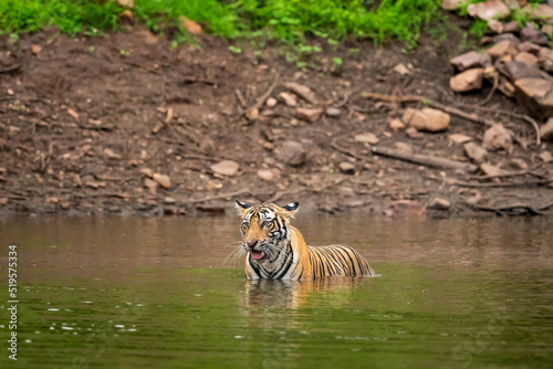 wild adult male bengal tiger in natural water source in monsoon green rainy environment at ranthambore national park forest sawai madhopur rajasthan india asia - panthera tigris tigris