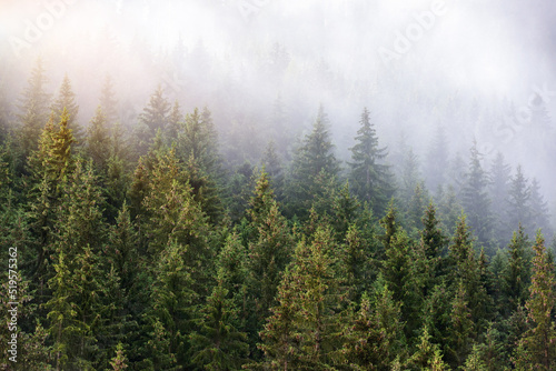 Foggy summer morning in the Alps. Scenic fog in spruce forest on mountain slopes. Trees on the mountain hills after the rain.