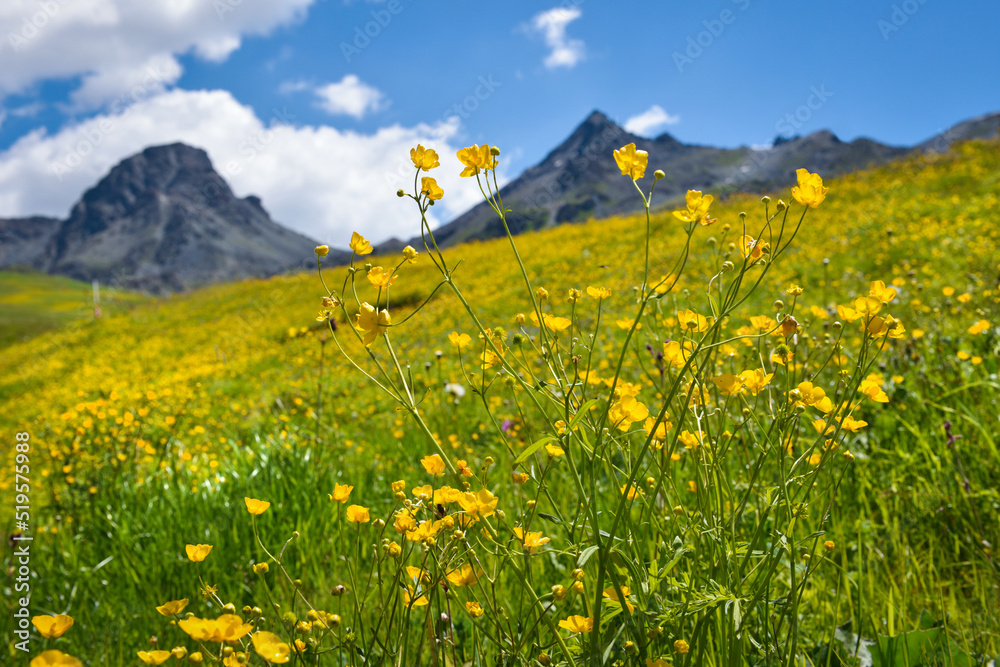 Beautiful flowering alpine meadows in the background mountains and sky with clouds. Ranunculus acris blossoms