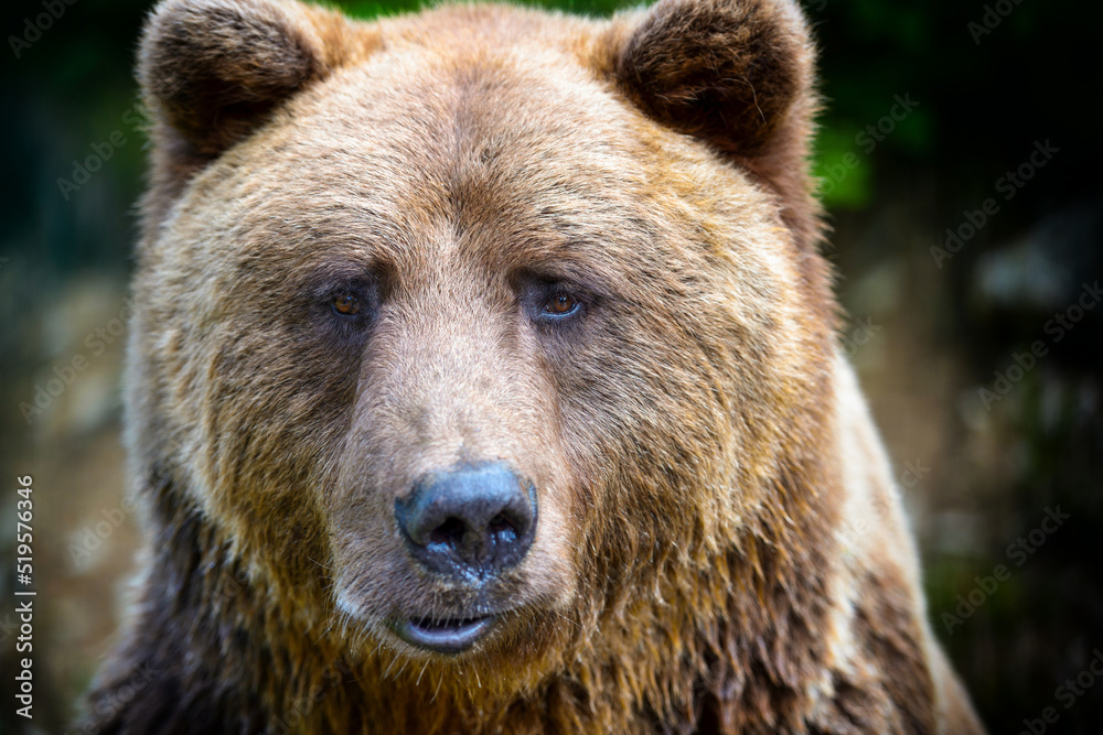 Brown bear portrait. Side view of bear face.
