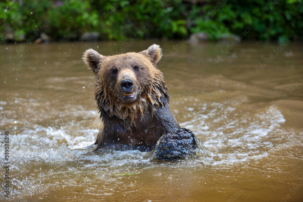 Brown Bear (Ursus arctos) swimming in a water Brown Bear (Ursus arctos) swimming in a water