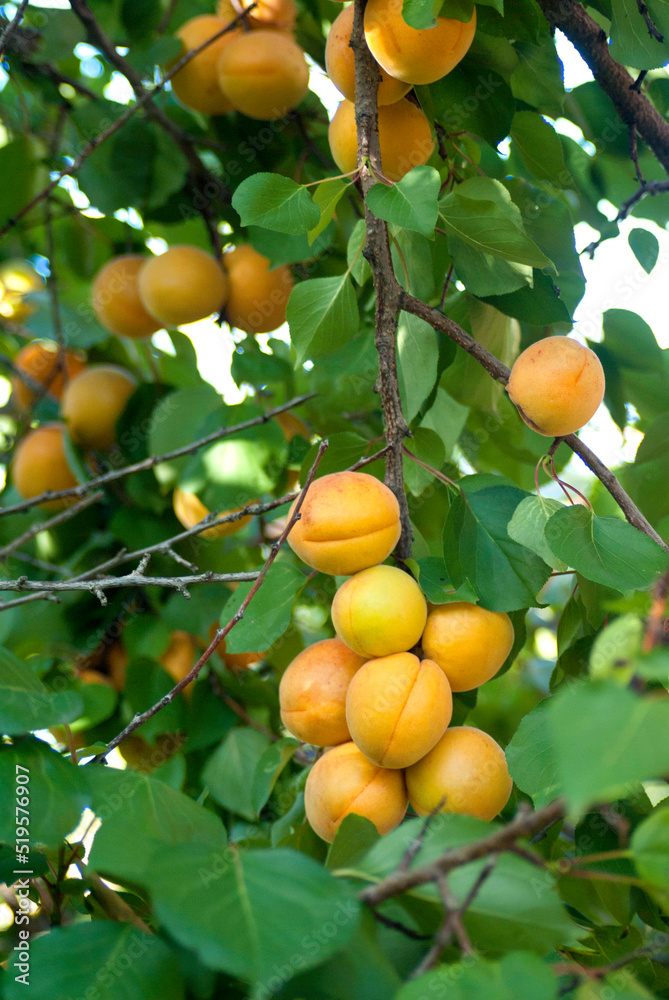 Ripe apricots on branches with green leaves