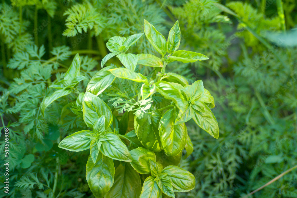 Bush of green basil in a bed with green carrots in the garden in summer