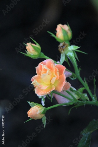 yellow rose