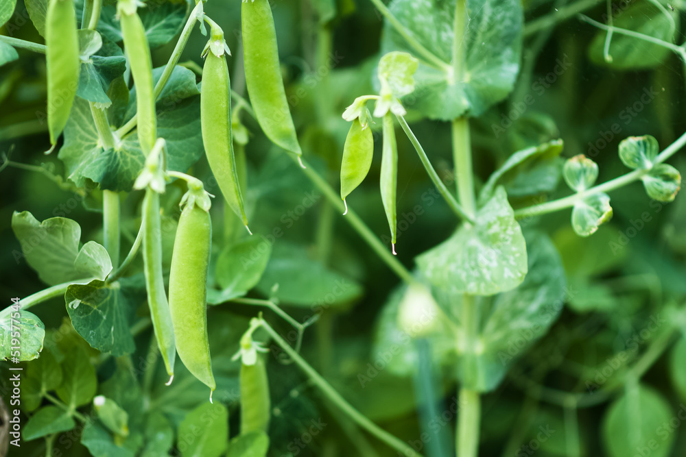 Green peas in the garden. A lot of pods of ripe green peas on the bushes on the farm outside. Gardening and vegetable growing. Healthy eco food. Micronutrients, fiber and proteins Green peas in the garden. A lot of pods of ripe green peas on the bushes on the farm outside. Gardening and vegetable growing. Healthy eco food. Micronutrients, fiber and proteins