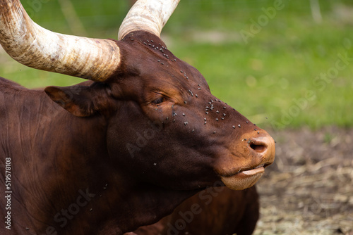 Watussi cattle resting on the paddocks. African farm animals. Photo taken on a sunny day, natural light. photo