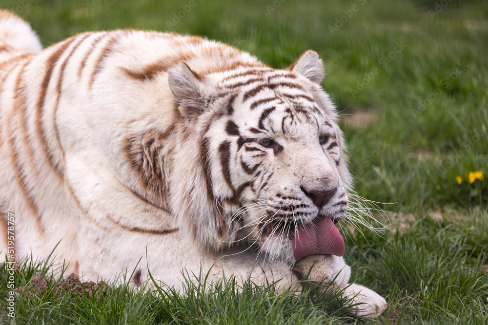 A white, albino Bengal tiger resting the at the zoo paddock. Animals threatened with extinction. Photo taken in natural, soft light.