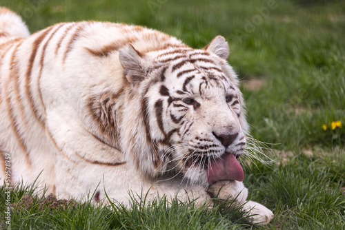 Obraz na płótnie A white, albino Bengal tiger resting the at the zoo paddock. Animals threatened with extinction. Photo taken in natural, soft light. w salonie
