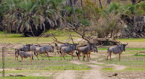 Herd of Wildebeest in protected natural habitat in an East Africa national park area