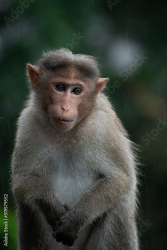 portrait of a macaque © Kiran