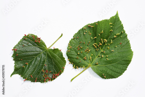Linden leaves with galls caused by Eriophyes tiliae mite photo