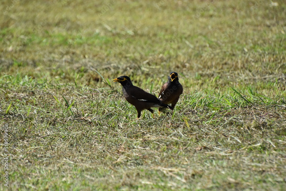 Fototapeta premium rooster on the grass