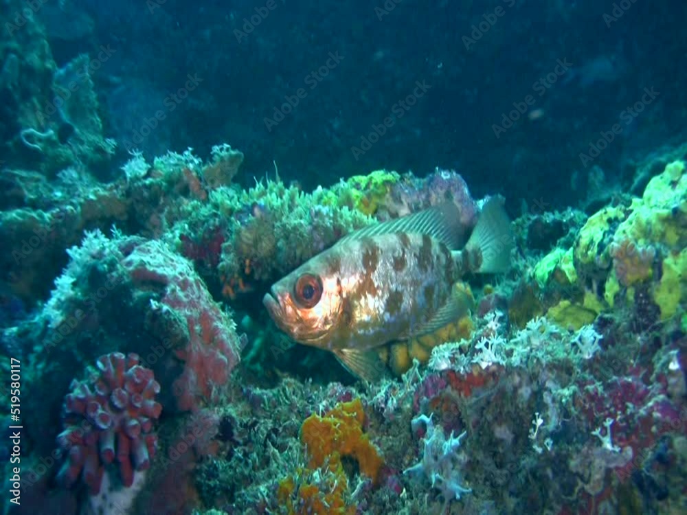Crescent-tail bigeye (Priacanthus hamrur) close up Crescent-tail bigeye (Priacanthus hamrur) close up