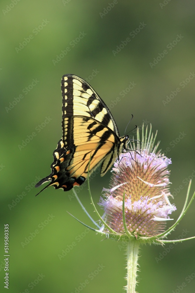 Fototapeta premium butterfly on a flower