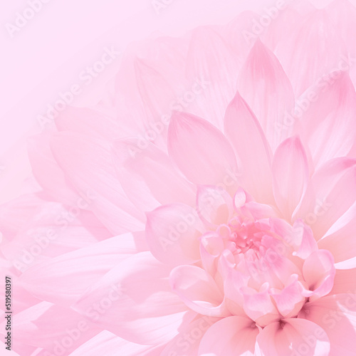 pink floral blurred background  flower petals close up romantic mock up  pink romantic background for design  for wedding card  mother s day  valentine s day