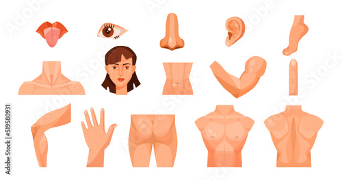 Male and female body parts for kids vector illustrations set. Face, throat, chest, back, arm, hand, leg, foot, mouth, eye, nose, ear, stomach on white background. Anatomy, science, education concept