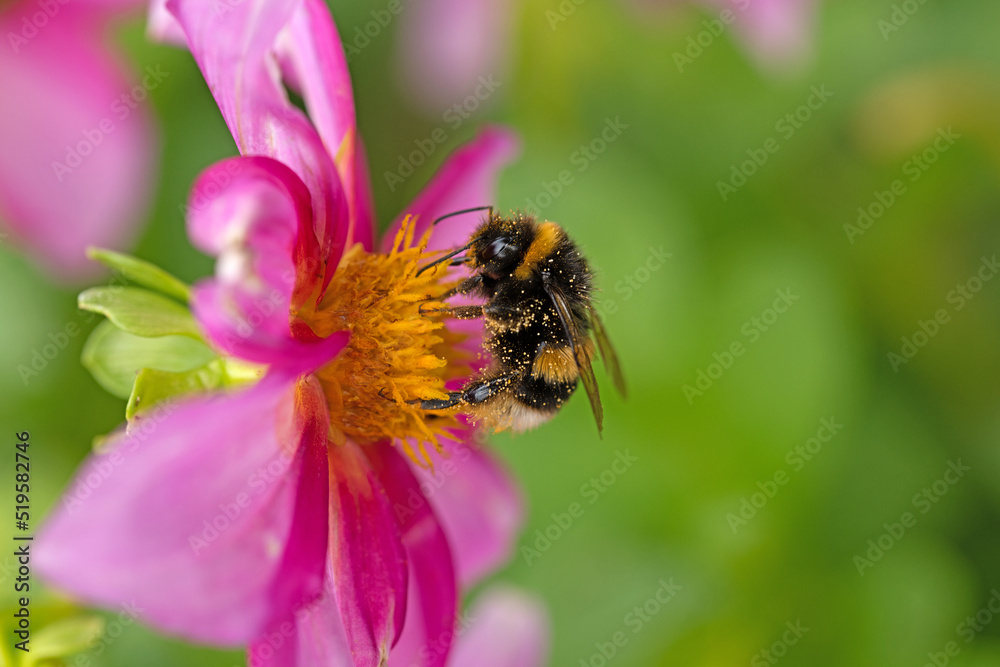 Vertical tree bumble bee on a pink Dahlia flower. Vertical tree bumble bee on a pink Dahlia flower.