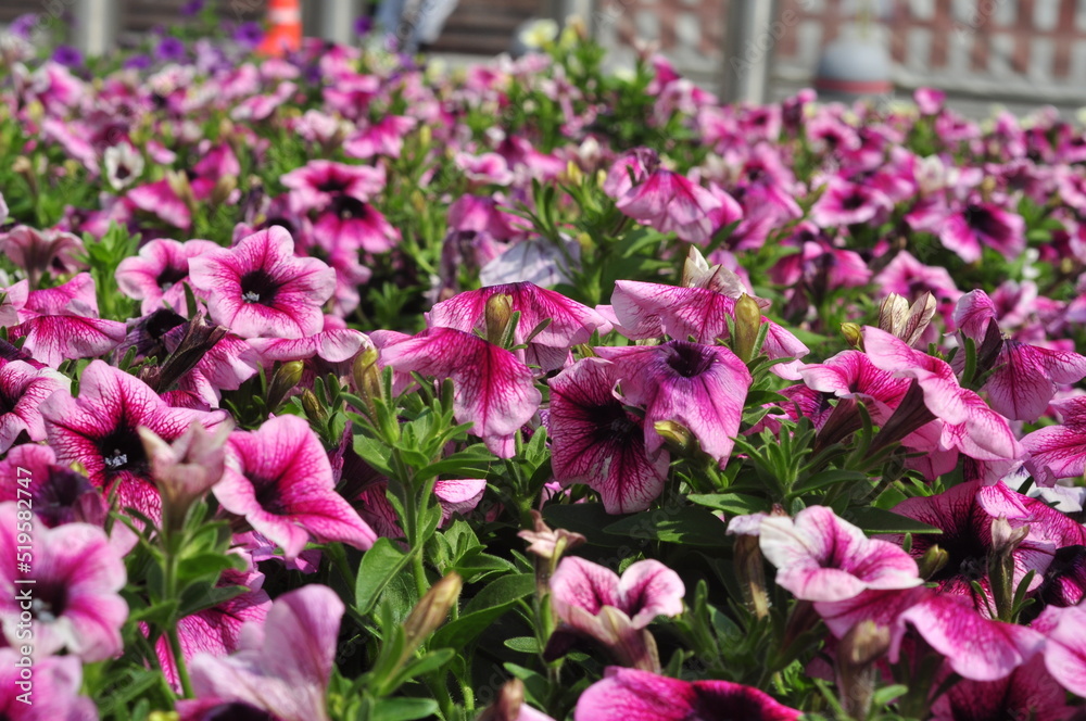 A flower is a system of organs of seed reproduction of flowering (angiosperm) plants. A flower is a system of organs of seed reproduction of flowering (angiosperm) plants.