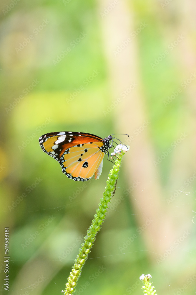 Beautiful African monarch (Danaus Chrysippus) sipping nectar from a small flower.