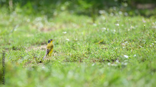 Western yellow wagtail (Motacilla flava) male bird standing watchful in the grass field. © nilanka