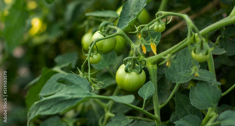 Green tomatoes ripen on a branch in a greenhouse Green tomatoes ripen on a branch in a greenhouse